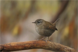 <p>STŘÍZLÍK OBECNÝ (Troglodytes troglodytes) Šluknovsko ---- /Eurasian wren - Zankönig/</p>